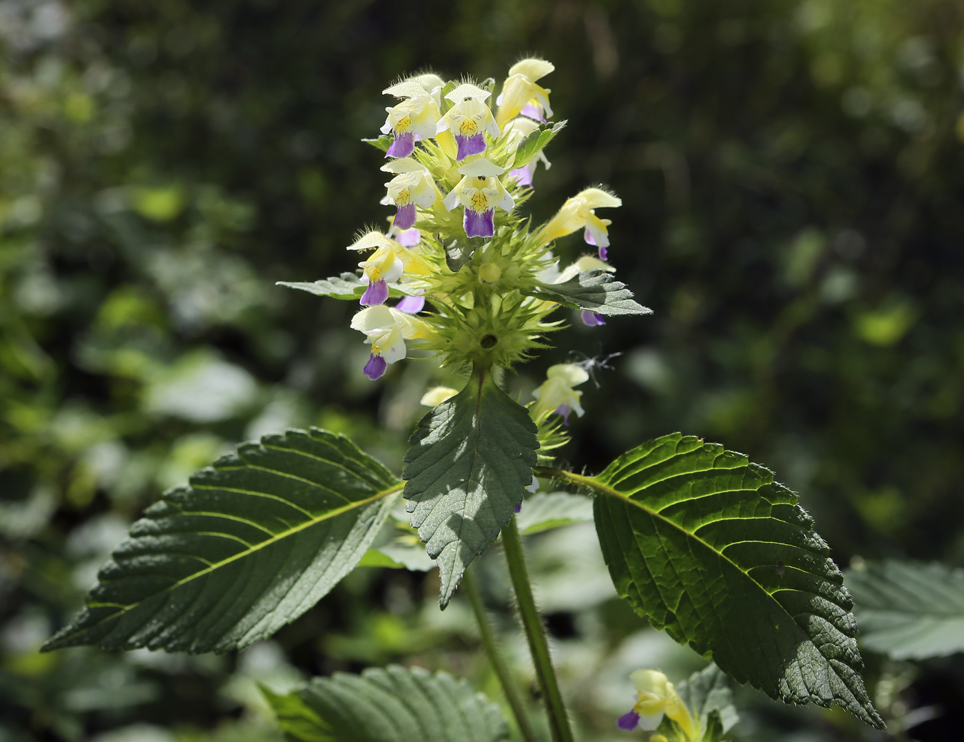 Изображение особи Galeopsis speciosa.