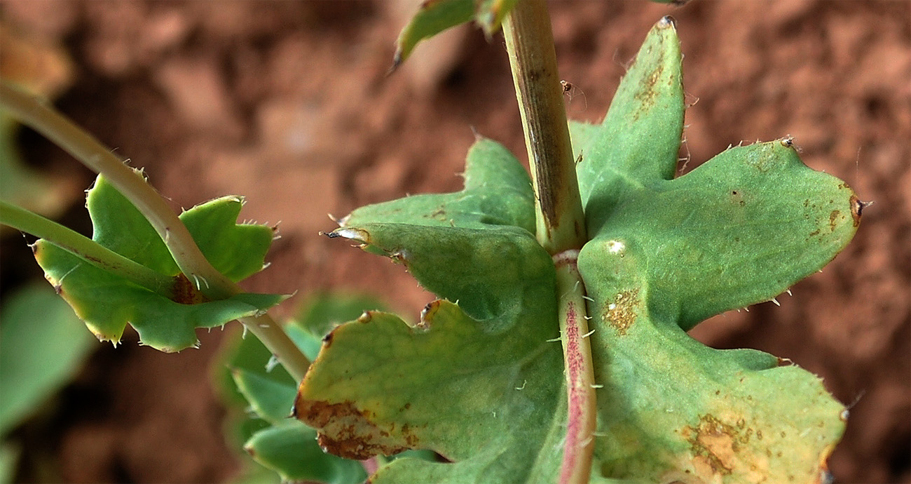 Image of Glaucium fimbrilligerum specimen.