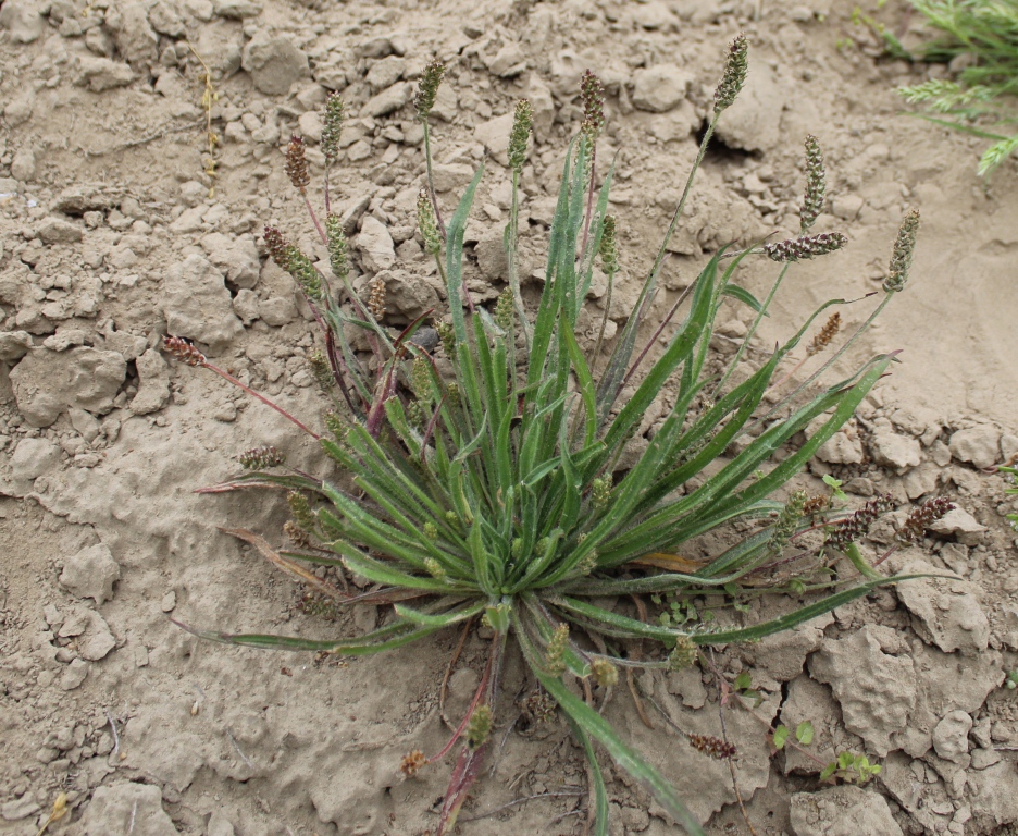 Изображение особи род Plantago.