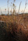 Foeniculum vulgare