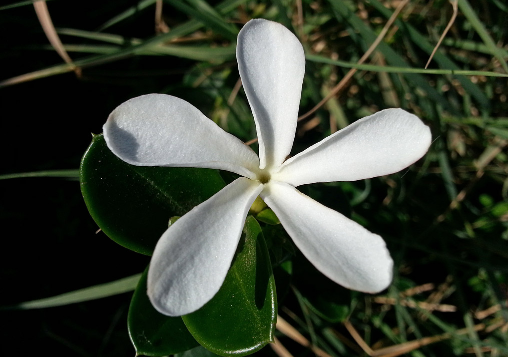 Image of Carissa macrocarpa specimen.