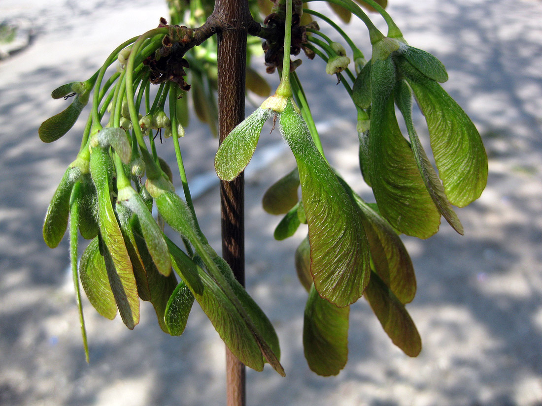 Image of Acer saccharinum specimen.