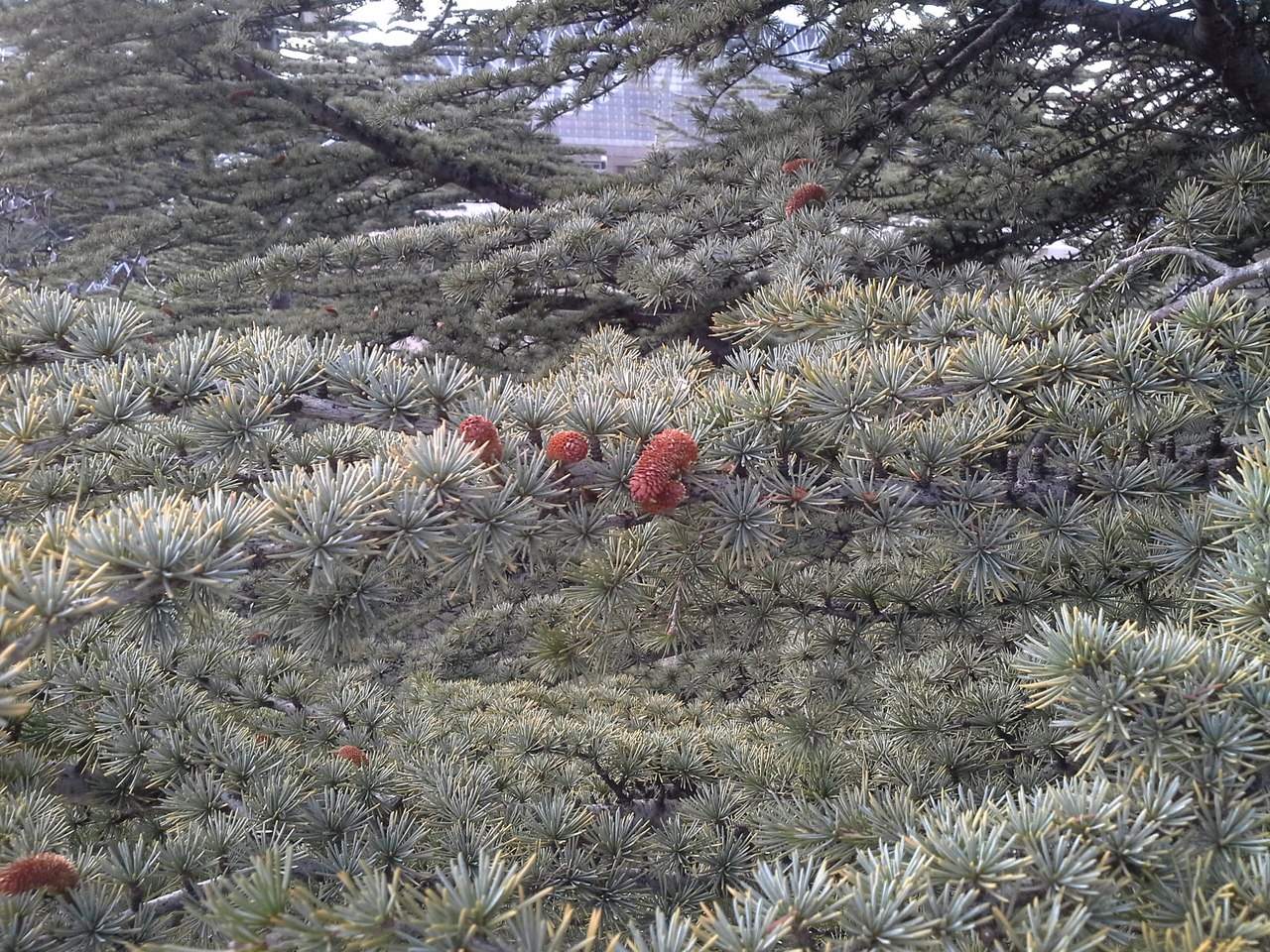 Image of genus Cedrus specimen.