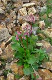 Bergenia crassifolia. Цветущее растение. Рудный Алтай, Черный узел.