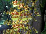 Oncidium cebolleta. Цветки. Австралия, г. Брисбен, ботанический сад. 20.11.2016.