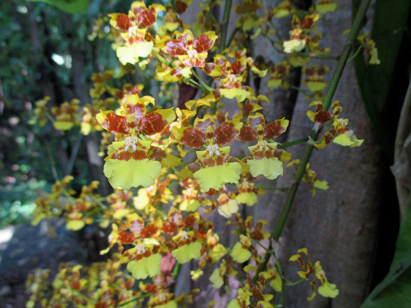 Image of Oncidium cebolleta specimen.