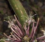 Sansevieria liberica