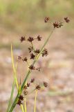 Juncus articulatus. Верхушка плодоносящего растения. Беларусь, Витебская обл., дер. Сурмино, песчаный берег озера. 10.08.2017.