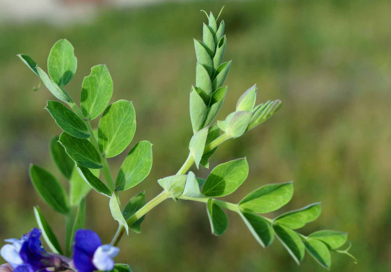 Изображение особи Lathyrus japonicus.