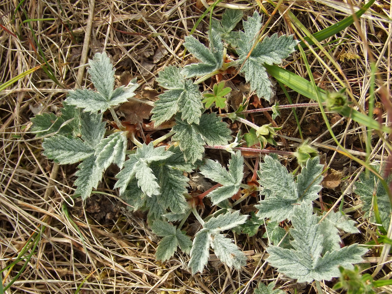 Изображение особи Potentilla nivea.