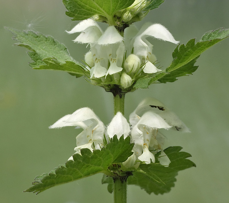 Image of Lamium album specimen.