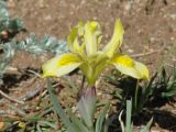 Iris humilis