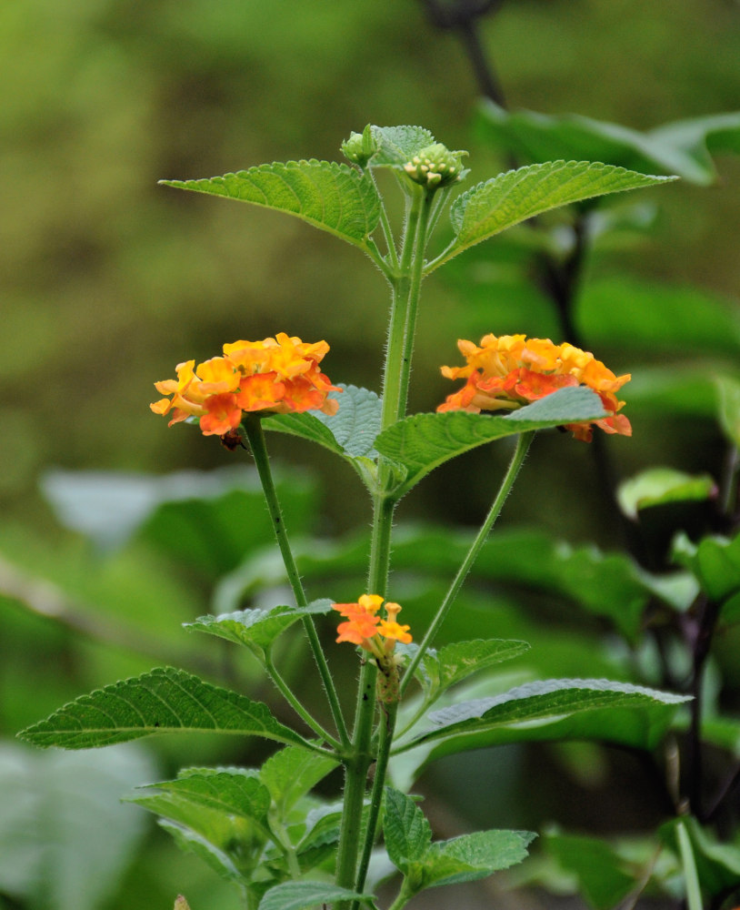 Изображение особи Lantana camara.