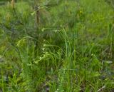 Galium octonarium. Верхушка зацветающего растения. Башкортостан, долина р. Юрюзань ниже г. Усть-Катав, вершина Жеребчикова гребня, поляна в разреженном смешанном лесу. 10 июня 2017 г.