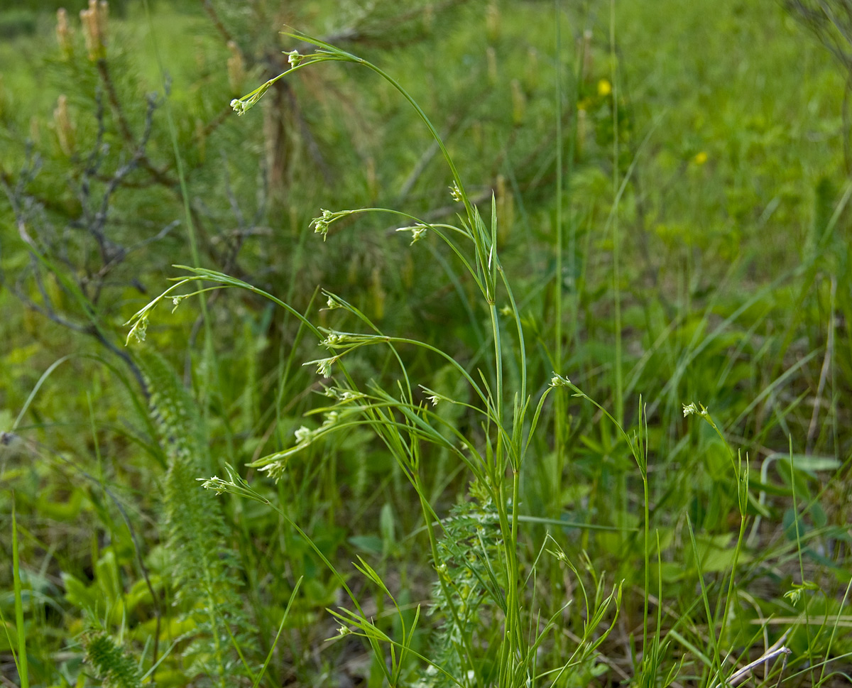 Image of Galium octonarium specimen.