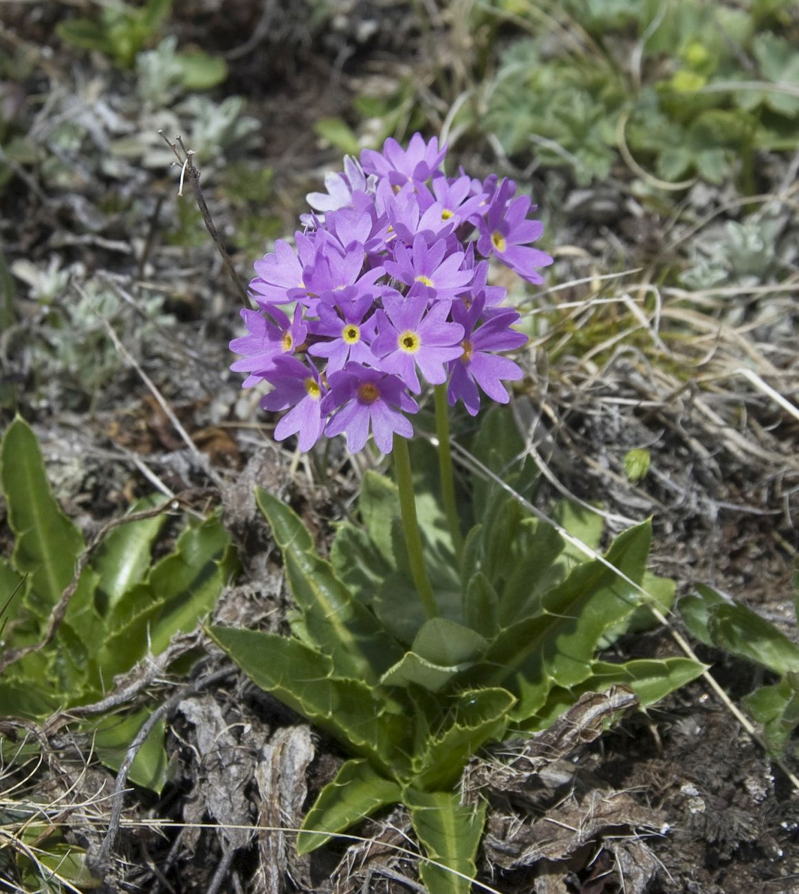 Image of Primula algida specimen.