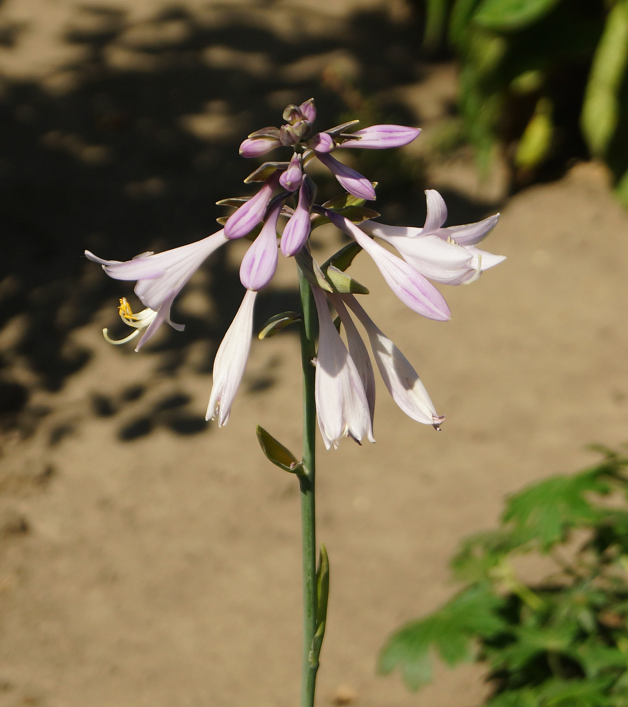 Image of Hosta fortunei specimen.