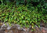 Humata heterophylla. Растения на скале. Малайзия, о-в Калимантан, национальный парк Бако, опушка прибрежного леса. 11.05.2017.
