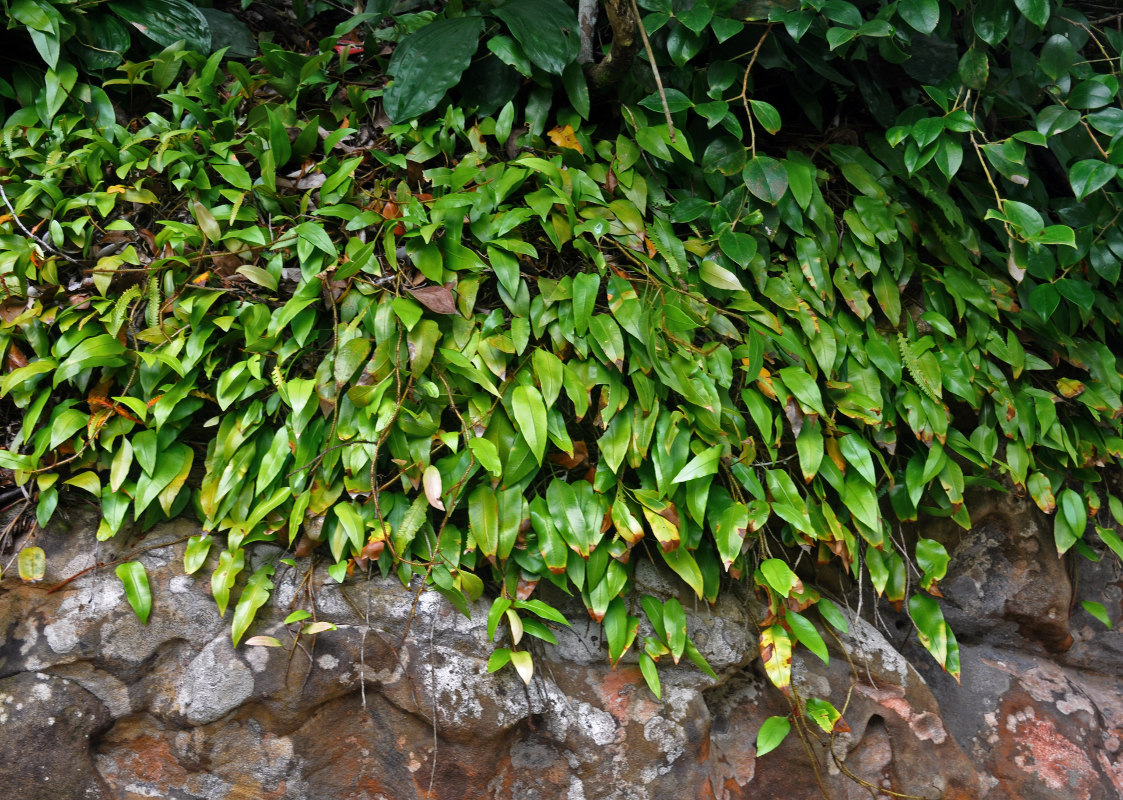 Image of Humata heterophylla specimen.