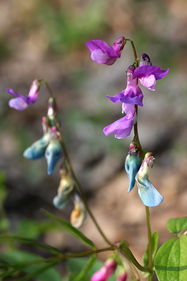 Изображение особи Lathyrus vernus.