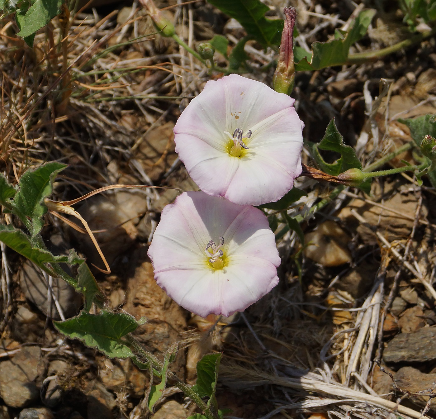 Image of Convolvulus arvensis specimen.