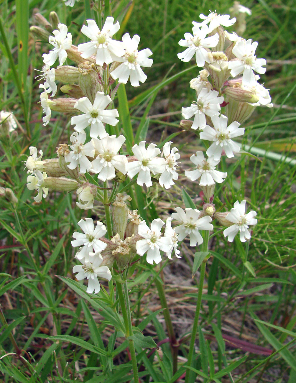 Изображение особи Silene amoena.