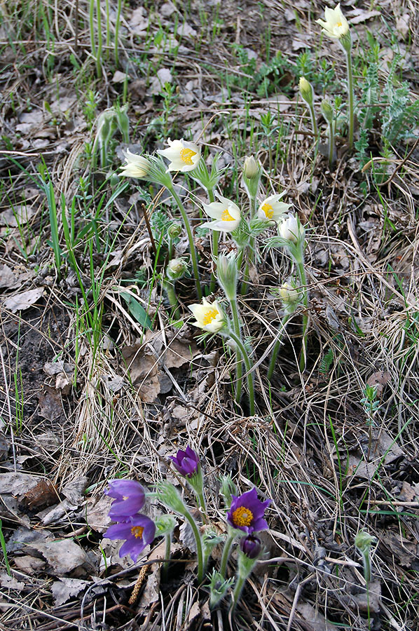 Image of Pulsatilla patens specimen.