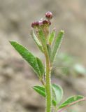 Cleome daghestanica