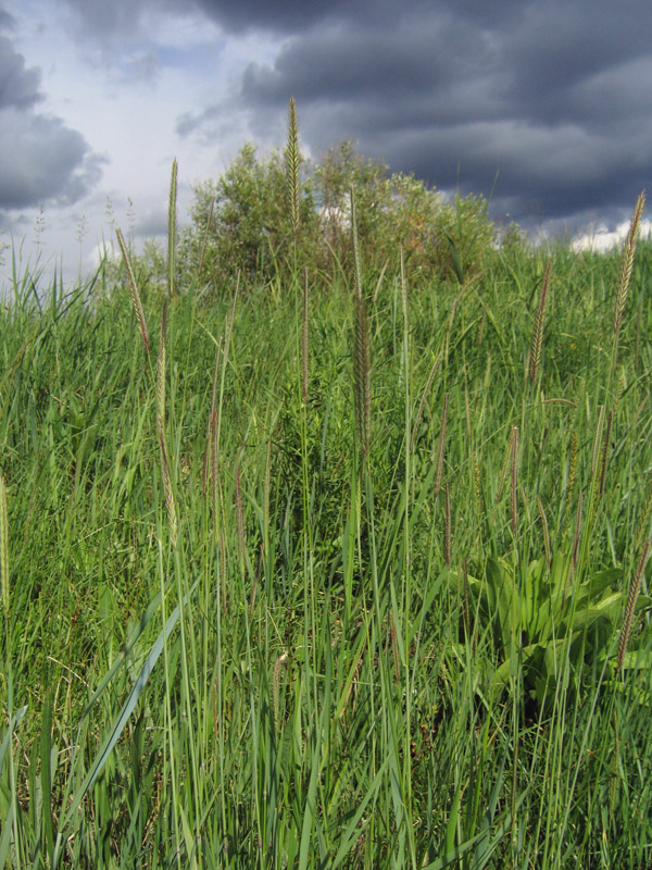 Image of Hordeum brevisubulatum specimen.