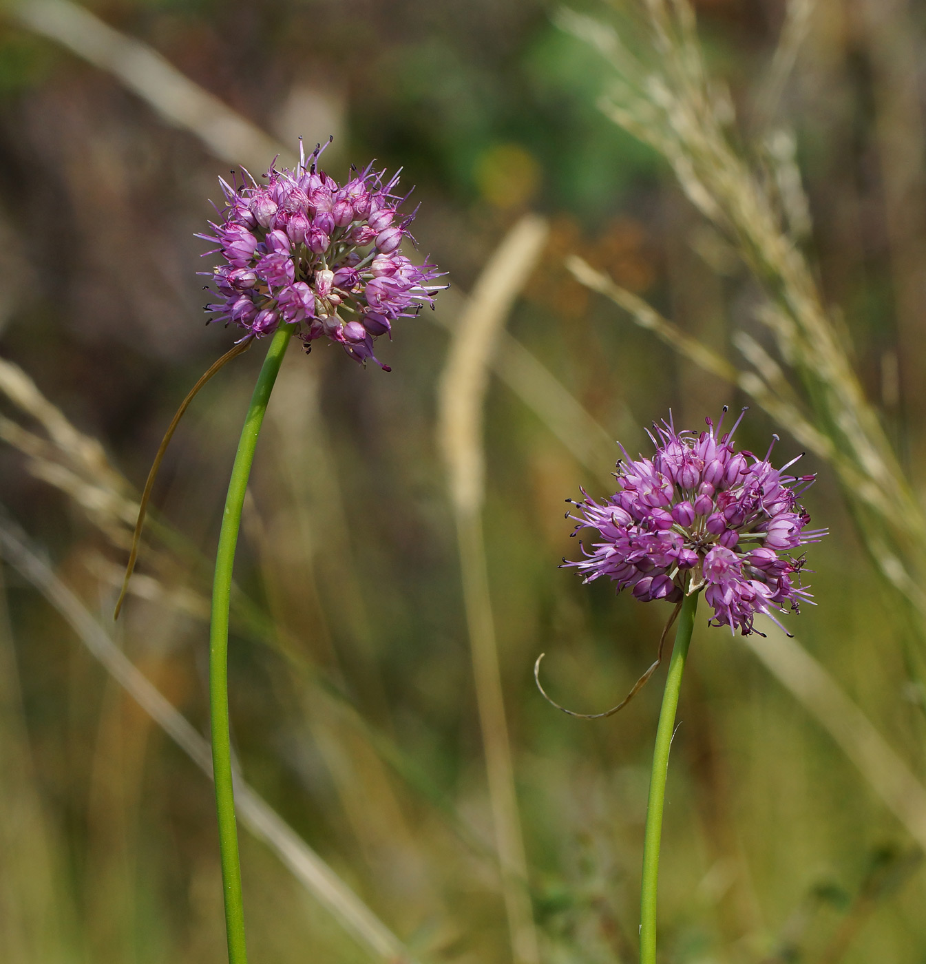 Изображение особи Allium montanostepposum.