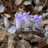 Campanula celsii