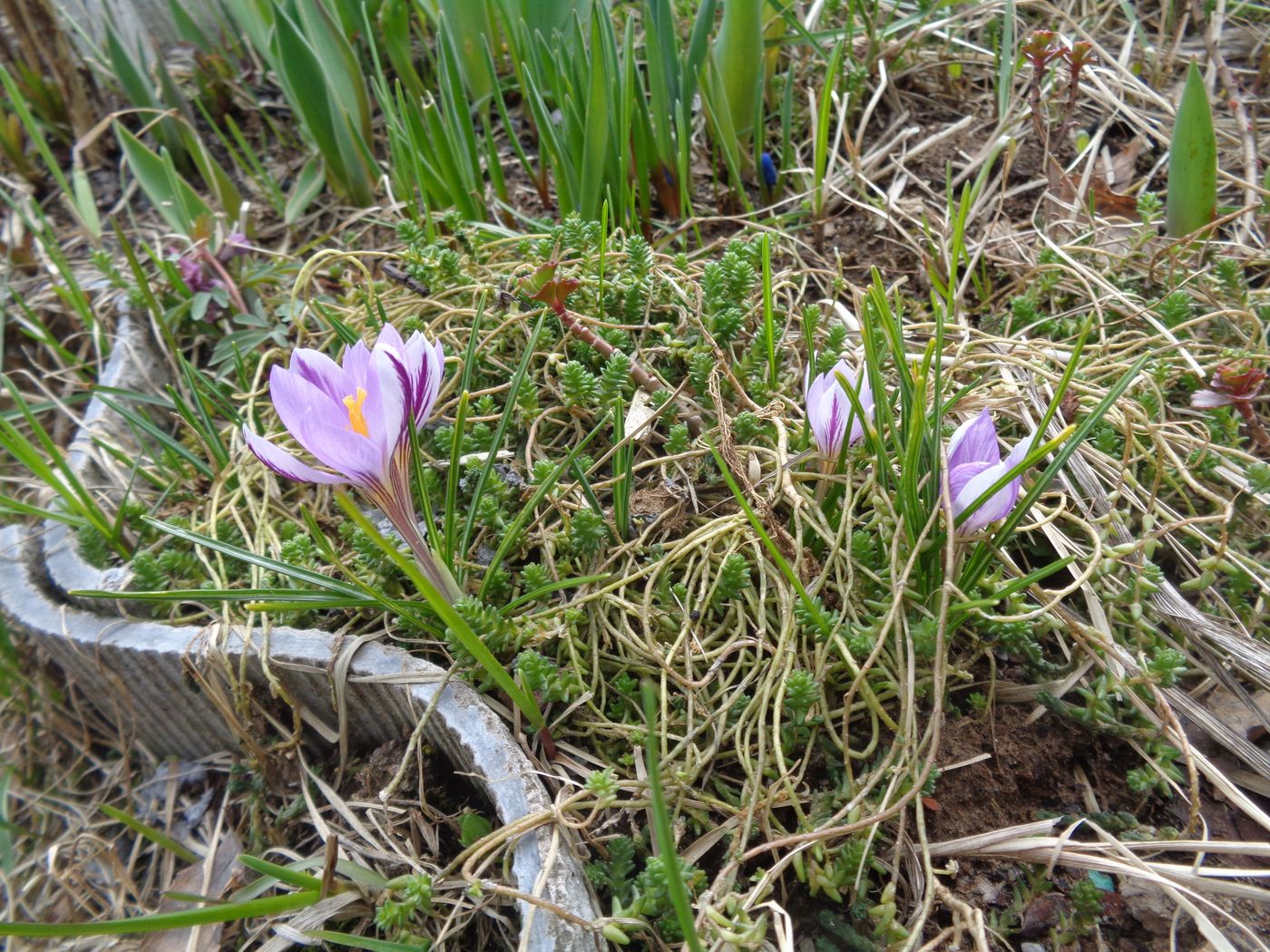 Image of Crocus sieberi specimen.