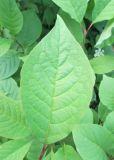 Syringa reflexa