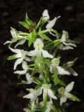 Platanthera bifolia. Верхушка соцветия. Дагестан, Табасаранский р-н, 1 км к северо-востоку от с. Татиль, буковый лес. 12 июня 2018 г.