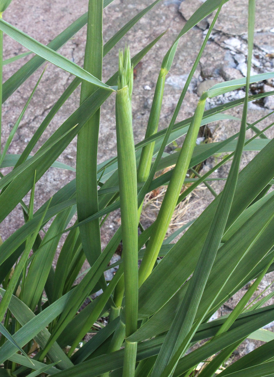 Image of Leymus arenarius specimen.