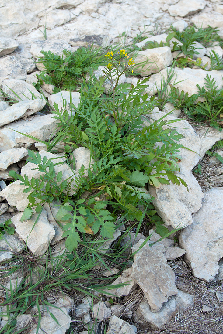 Image of Rorippa sylvestris specimen.