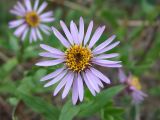 Aster sibiricus