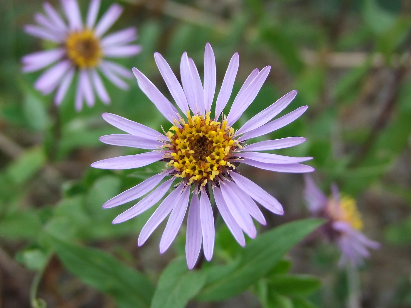 Image of Aster sibiricus specimen.