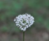 Valeriana tiliifolia