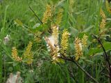 Salix hastata