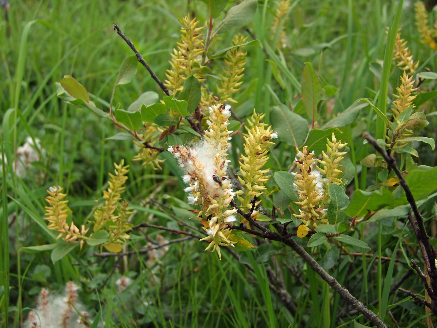 Изображение особи Salix hastata.