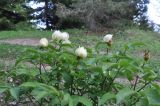 Paeonia macrophylla. Цветущее растение. Грузия, Боржоми-Харагаульский национальный парк, маршрут №1; гребень горного отрога, край поляны рядом с Picea orientalis ≈ 1850 м н.у.м. 25.05.2018.