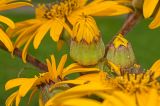 Ligularia dentata