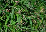 Persicaria minor