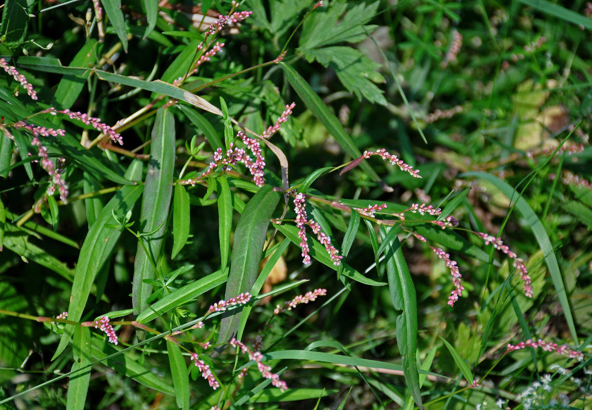 Изображение особи Persicaria minor.