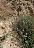 Crupina crupinastrum