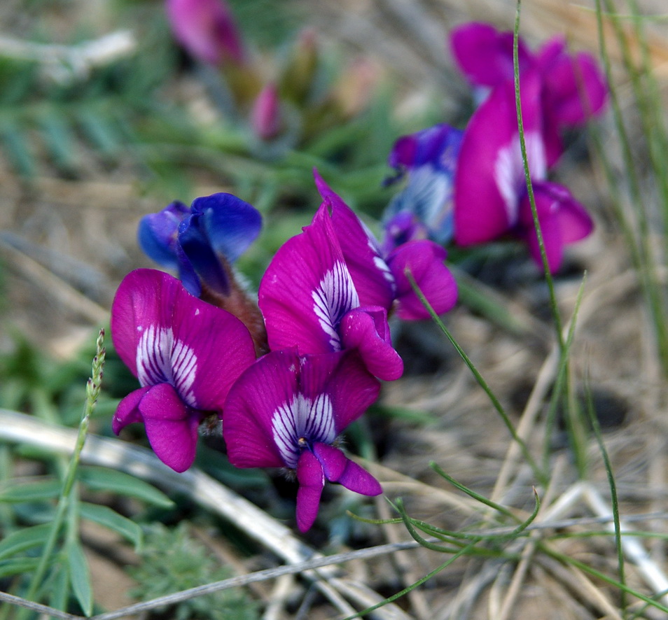 Image of Oxytropis nuda specimen.