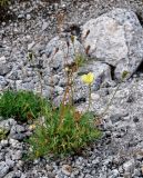 Papaver lapponicum. Цветущее и плодоносящее растение. Мурманская обл., Хибины, перевал Южный Чорргор, ≈ 850 м н.у.м., каменистый склон. 07.08.2018.