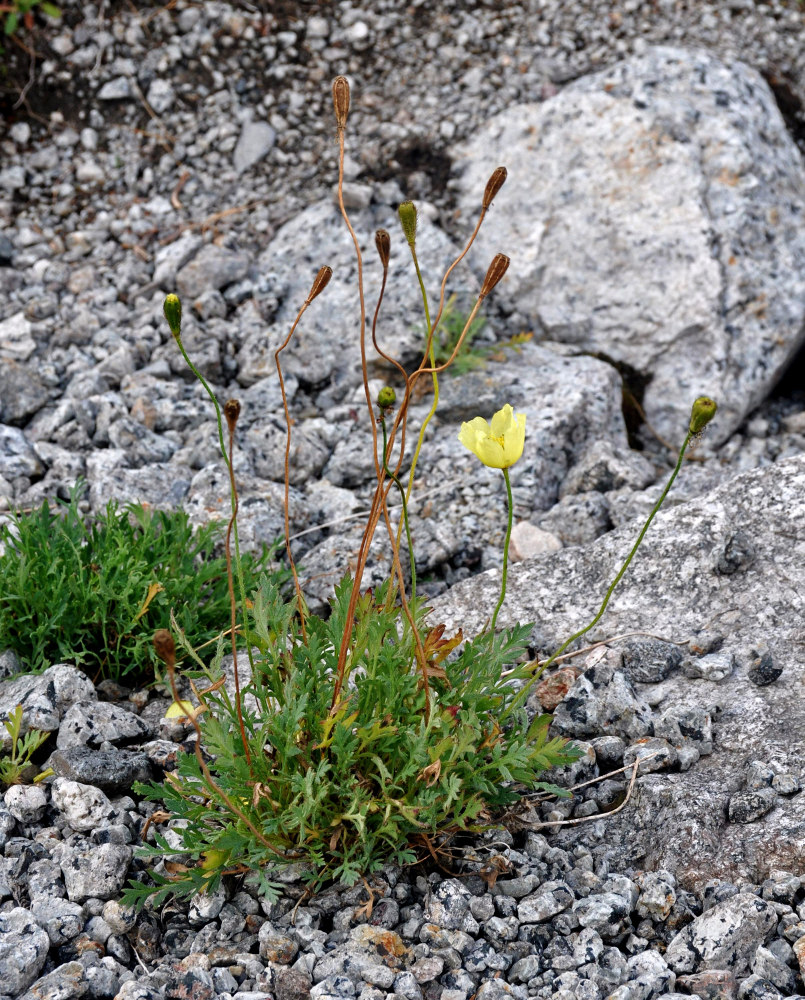 Изображение особи Papaver lapponicum.