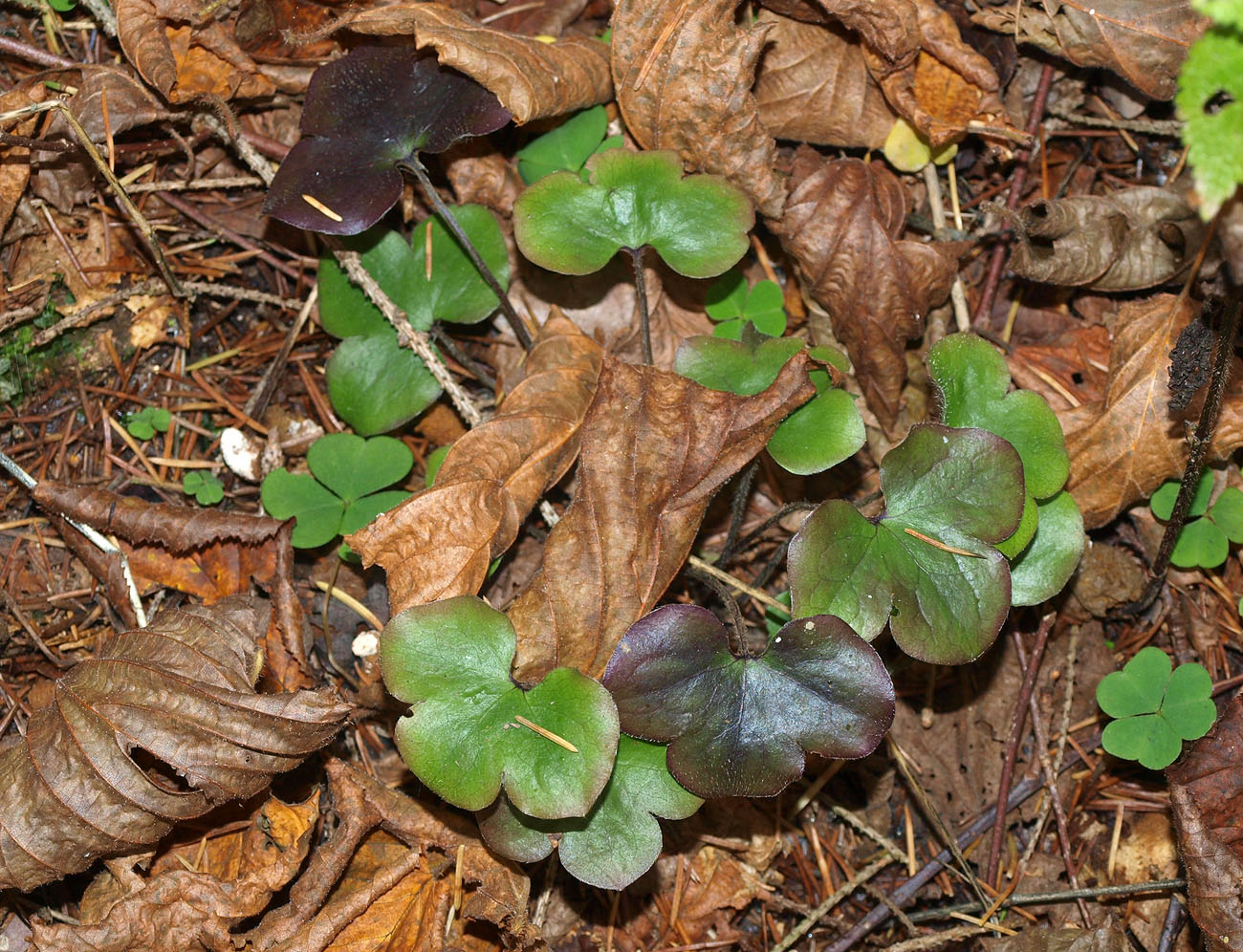 Изображение особи Hepatica nobilis.